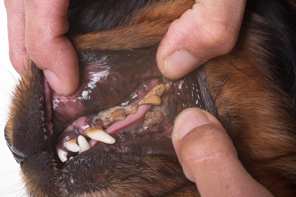 Enfermedad periodontal en perros - Causas, tratamiento y consecuencias