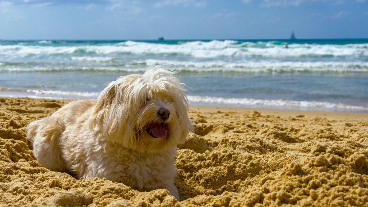 Los veterinarios advierten: estos son los peligros de la playa que pueden poner en riesgo a tu perro