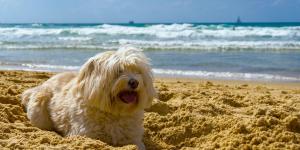 Los veterinarios advierten: estos son los peligros de la playa que pueden poner en riesgo a tu perro