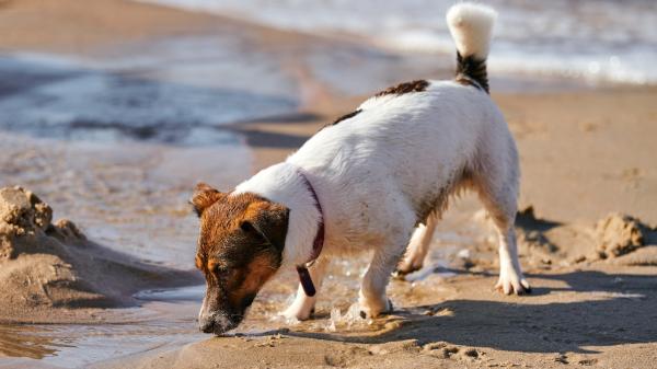 Los veterinarios advierten: estos son los peligros de la playa que pueden poner en riesgo a tu perro - Por qué el perro no debe beber agua del mar ni comer arena en la playa