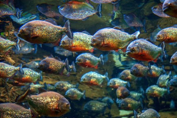 ¿Dónde viven las pirañas? - Ríos y lagos donde viven las pirañas