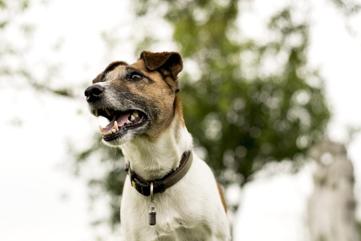 ¿Scalibor o Seresto? - Diferencias y cuál elegir