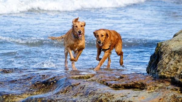 Los veterinarios advierten: estos son los peligros de la playa que pueden poner en riesgo a tu perro - Un golpe de calor puede suponer un peligro potencialmente mortal para el perro