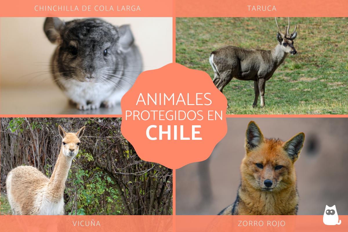 Especies animales protegidas en Chile