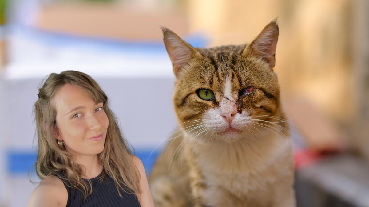 Soy veterinaria y esto es lo que debes hacer si te encuentras un gato herido en la calle: "No se debe tocar directamente la herida, hay que seguir estos pasos para evitar que se infecte"