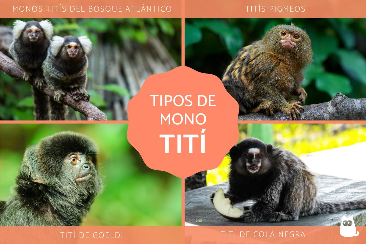 Tipos de monos tití