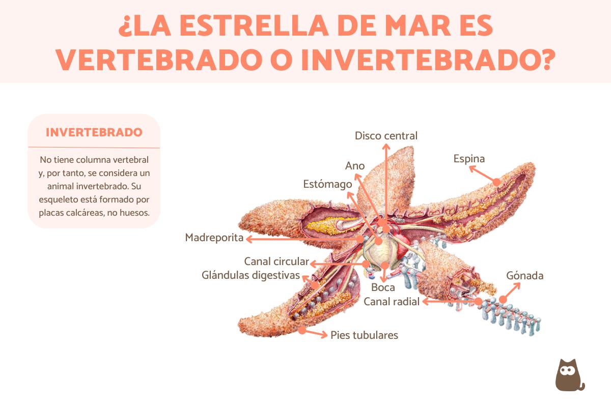 ¿La estrella de mar es vertebrado o invertebrado?
