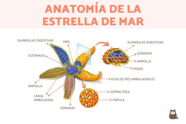 ¿La estrella de mar es vertebrado o invertebrado? - ¿Por qué la estrella de mar es un invertebrado?