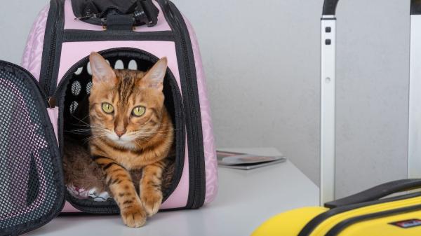 Viajes con mascotas en Europa: qué cambia a partir de abril de 2026 y a quién afecta - Qué pasa si no cumples con las nuevas exigencias: multas, controles y posibles problemas