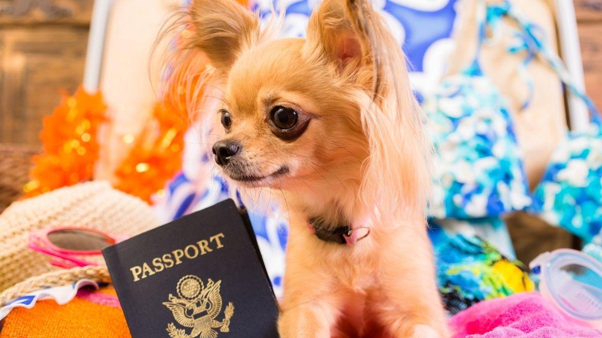 Viajes con mascotas en Europa: qué cambia a partir de abril de 2026 y a quién afecta