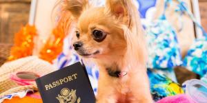 Viajes con mascotas en Europa: qué cambia a partir de abril de 2026 y a quién afecta