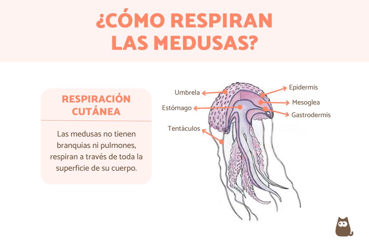 ¿Cómo respiran las medusas?