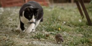 Desmontado el mito: por qué los gatos no son los cazadores de ratas que siempre nos han contado (según la ciencia)