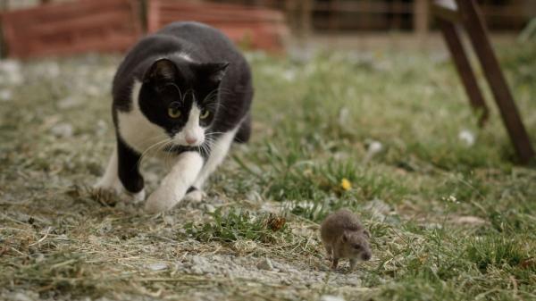 Desmontado el mito: por qué los gatos no son los cazadores de ratas que siempre nos han contado (según la ciencia)