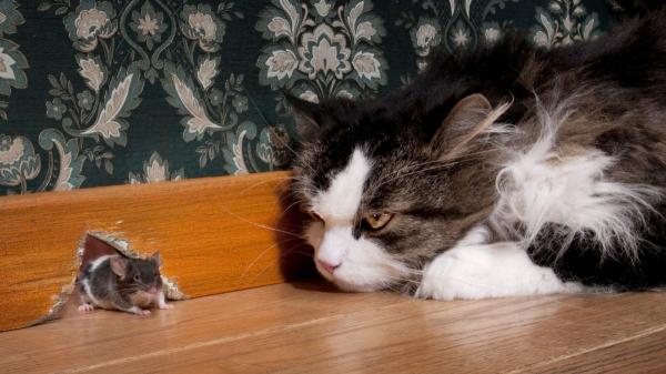 Desmontado el mito: por qué los gatos no son los cazadores de ratas que siempre nos han contado (según la ciencia) - Solo 2 capturas en 79 días: las cifras que demuestran que los gatos no son cazadores de ratas