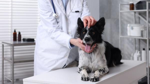 Más de 80 ciudades rastrean el ADN de las heces de perro para multar a quienes no las recogen - Así funciona el registro de ADN canino obligatorio