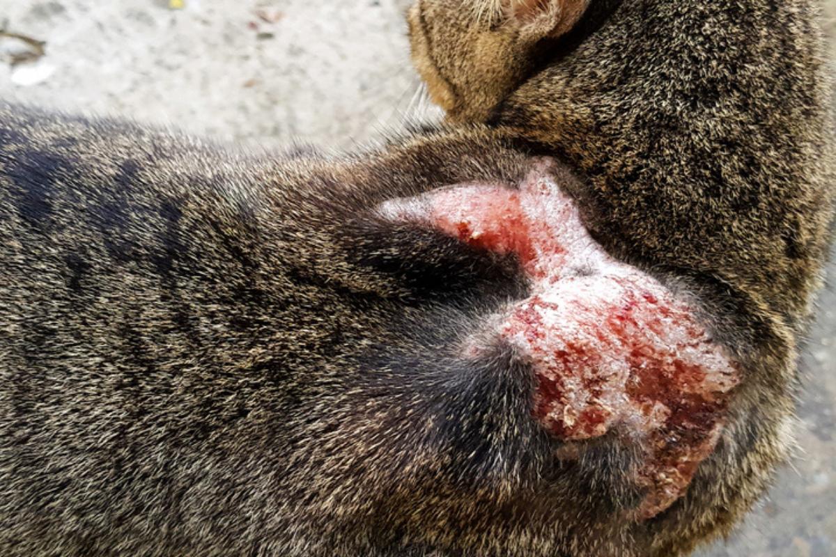 Enfermedades de la piel en gatos