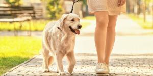 Más de 80 ciudades rastrean el ADN de las heces de perro para multar a quienes no las recogen