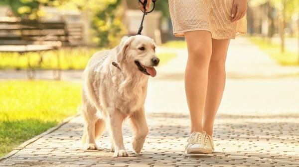 Más de 80 ciudades rastrean el ADN de las heces de perro para multar a quienes no las recogen