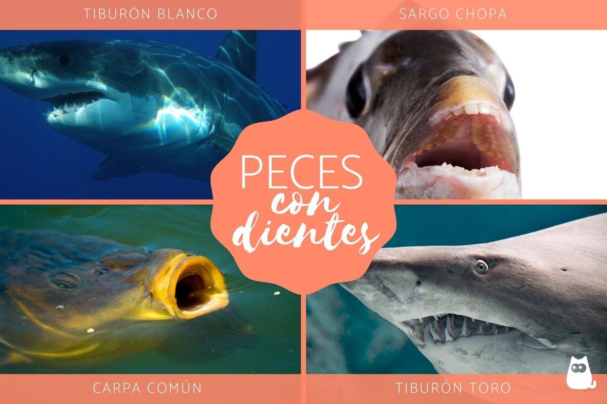 Peces con dientes - Características y ejemplos