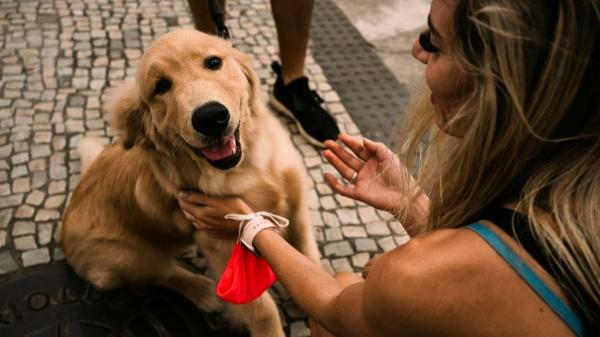 Las personas que siempre acarician perros en la calle comparten estos rasgos, según la psicología - Acariciar a los perros en la calle influye en el bienestar emocional