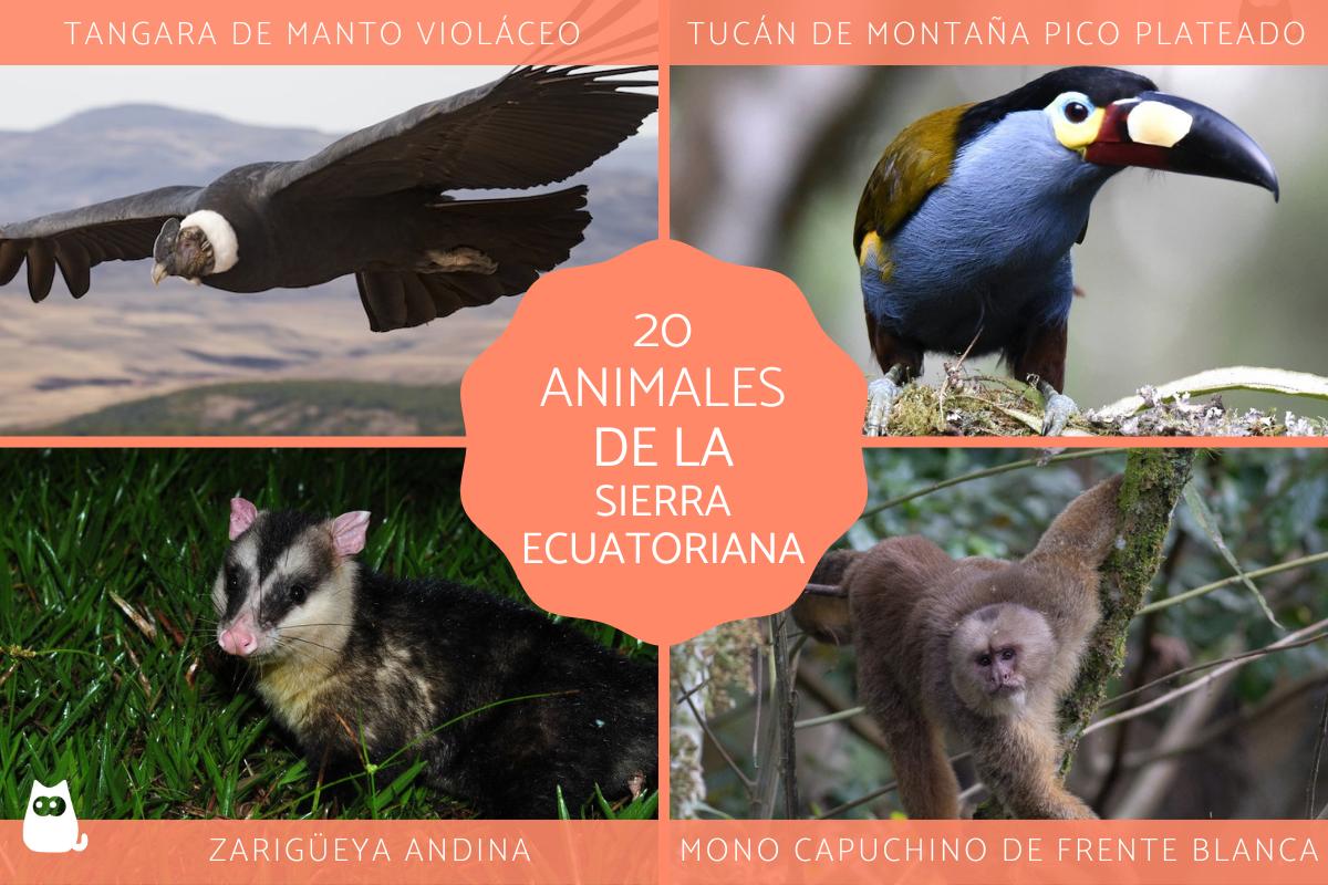 Animales de la sierra ecuatoriana