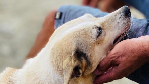 Las personas que siempre acarician perros en la calle comparten estos rasgos, según la psicología - Empatía, la razón principal por la que acariciamos a un perro desconocido