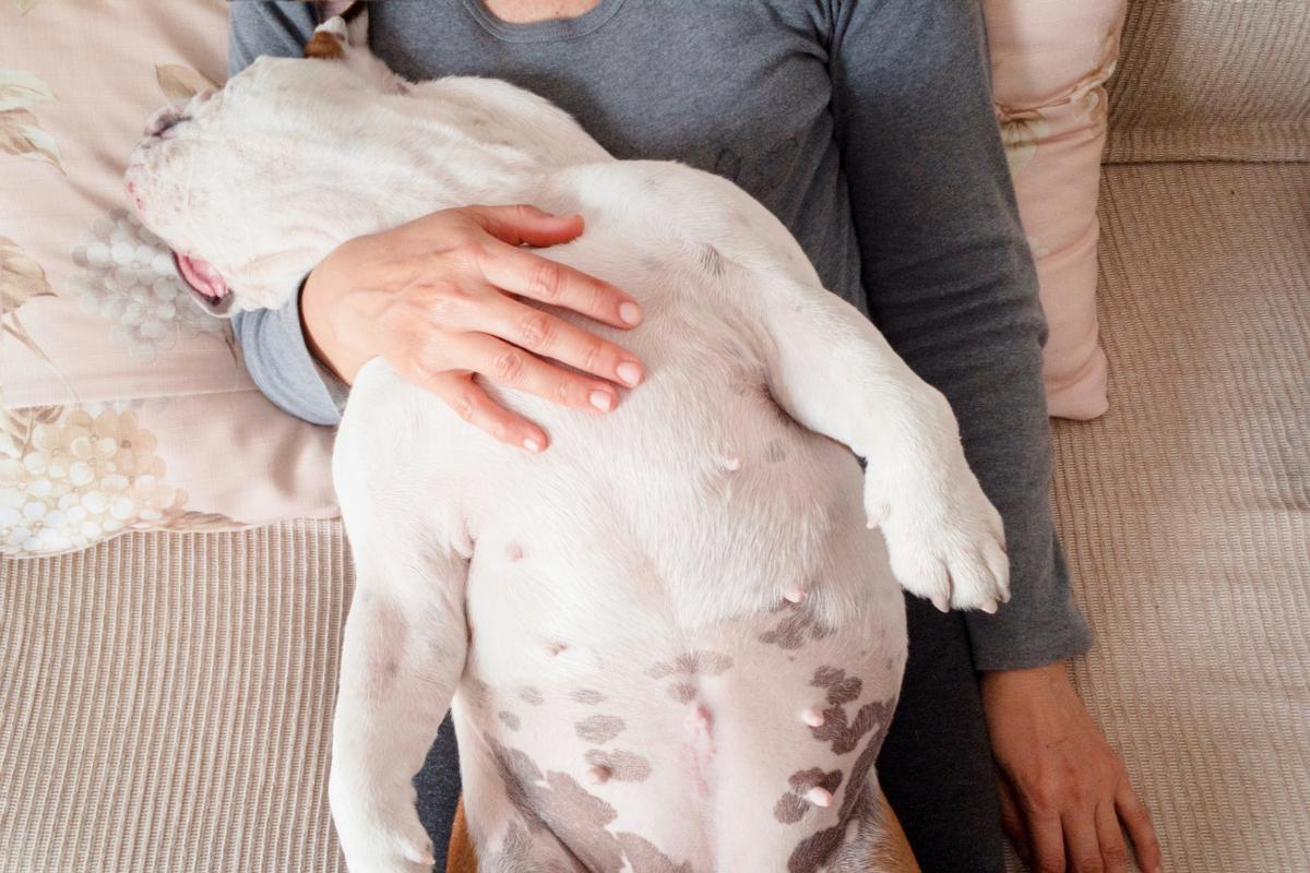 Mi perro duerme encima de mi barriga: causas