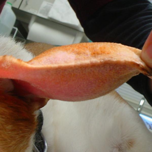 desaparecerá un hematoma en la oreja de un perro