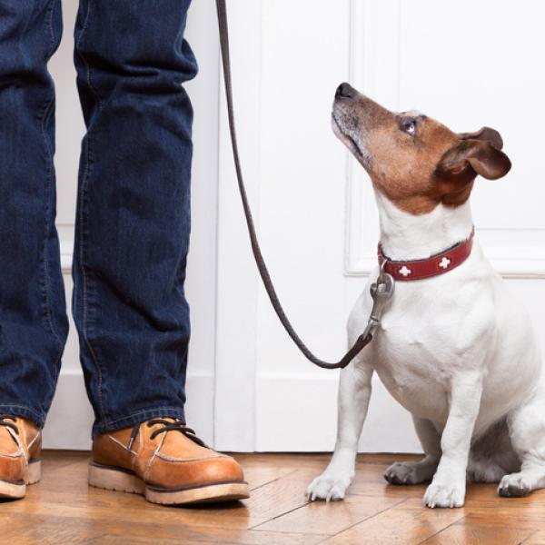 todos los perros deben llevar correa