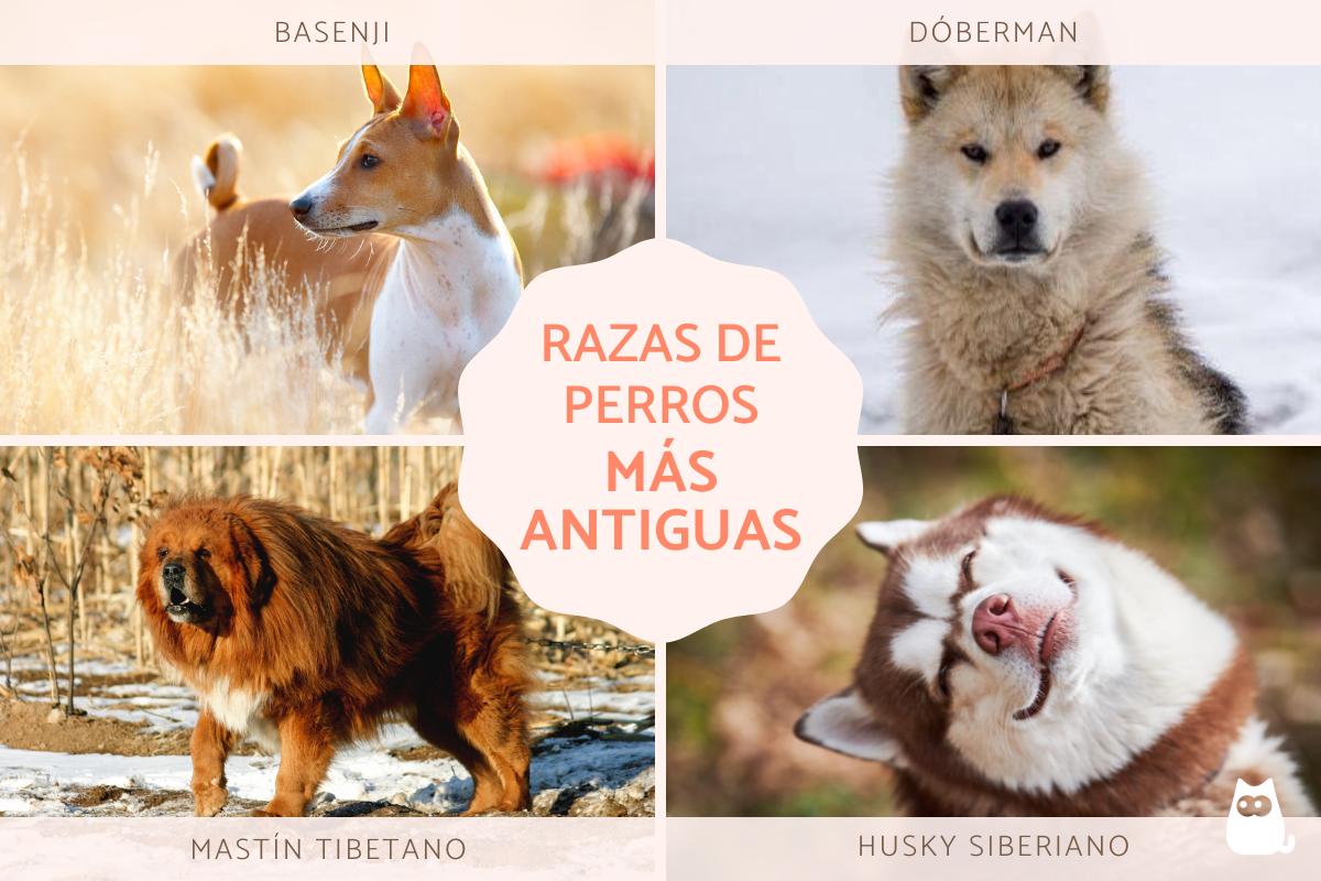 Razas de perros más antiguas del mundo