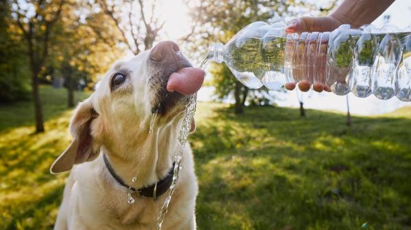 Refrescar a tu perro con agua fría cuando tiene calor: el error que puede poner en riesgo su vida - Cómo refrescar a un perro de forma segura cuando tiene demasiado calor