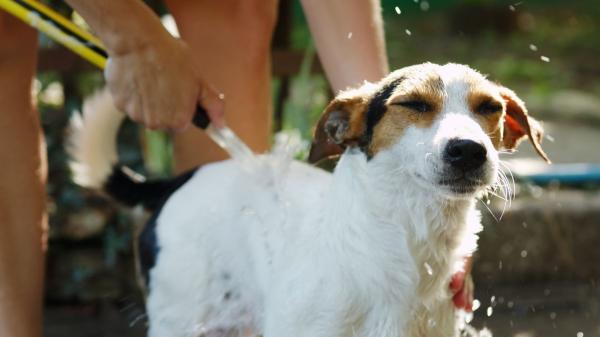 Refrescar a tu perro con agua fría cuando tiene calor: el error que puede poner en riesgo su vida - No todo el cuerpo enfría igual: mojar estas zonas ayuda a los perros a reducir el calor corporal de forma segura