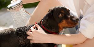 Refrescar a tu perro con agua fría cuando tiene calor: el error que puede poner en riesgo su vida