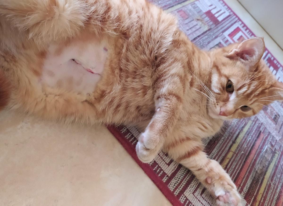 ¿Cómo curar la herida de esterilización de una gata infectada?