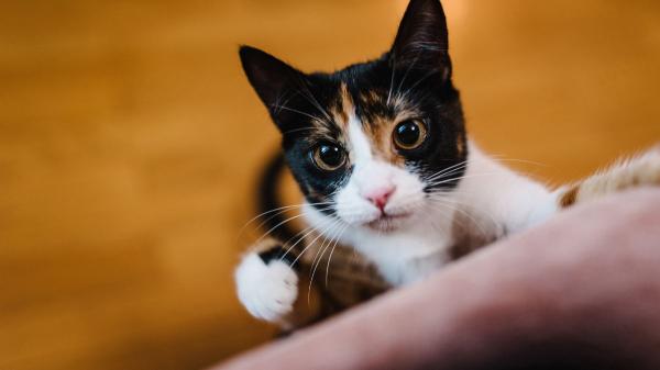 Tu personalidad influye en la de tu gato más de lo que crees: la ciencia lo demuestra - Los gatos de personas más ansiosas presentan más problemas de salud y comportamiento