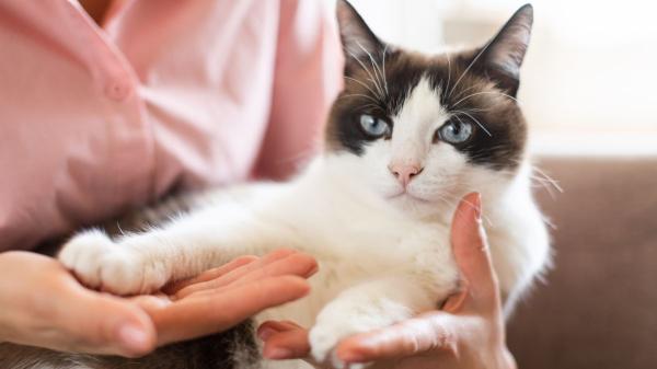 Tu personalidad influye en la de tu gato más de lo que crees: la ciencia lo demuestra - Los gatos tienen personalidad propia, pero su comportamiento depende también del entorno