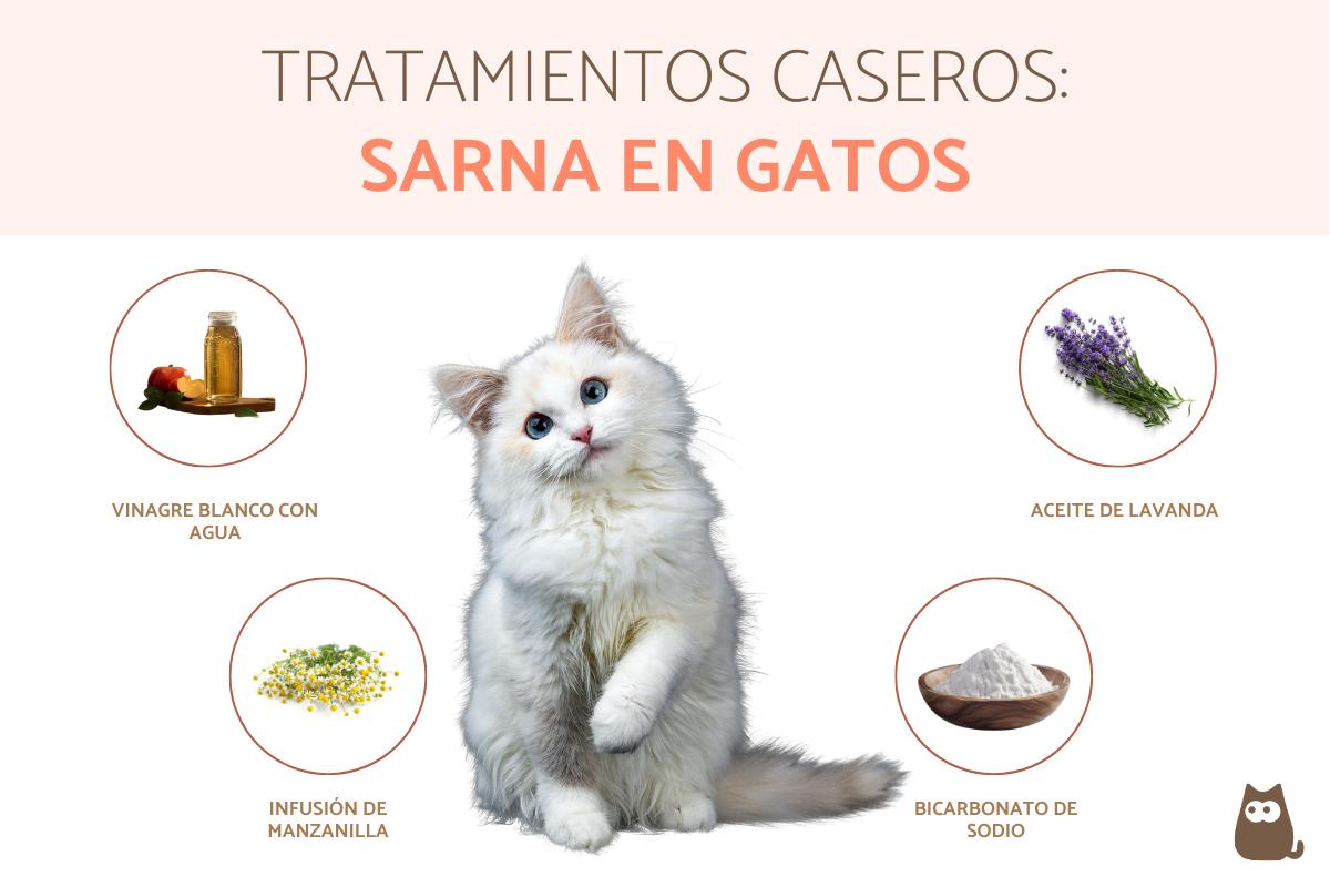Remedios caseros para la sarna en gatos