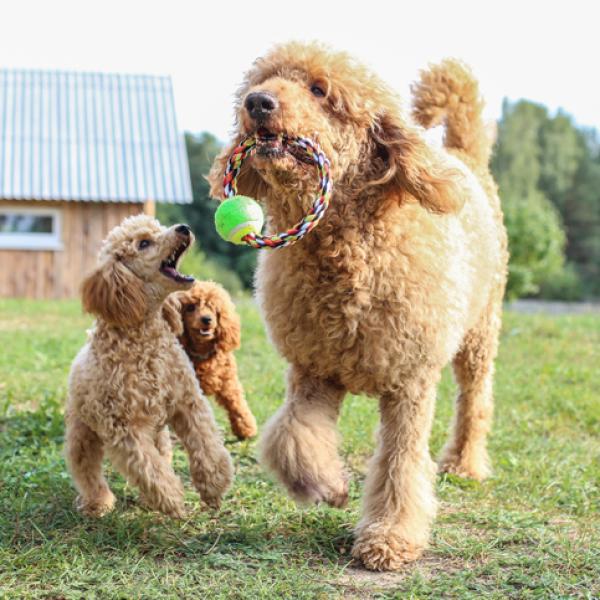 son caniches machos fáciles de domesticar y entrenar