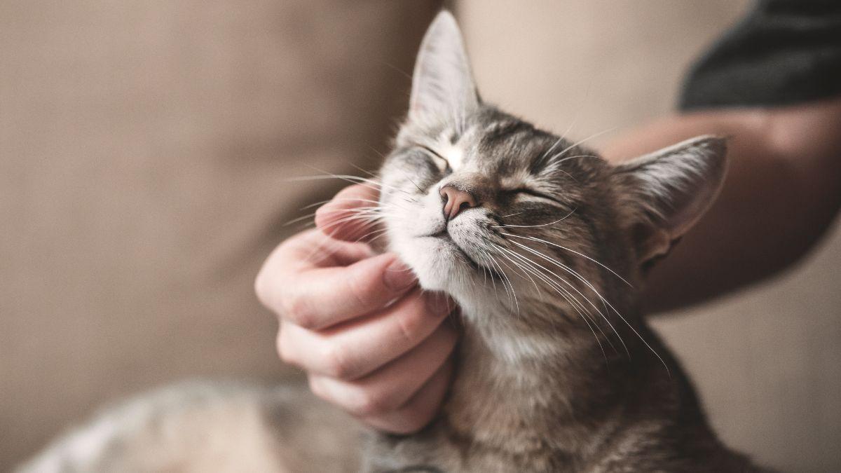 Tu personalidad influye en la de tu gato más de lo que crees: la ciencia lo demuestra