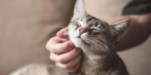 Tu personalidad influye en la de tu gato más de lo que crees: la ciencia lo demuestra