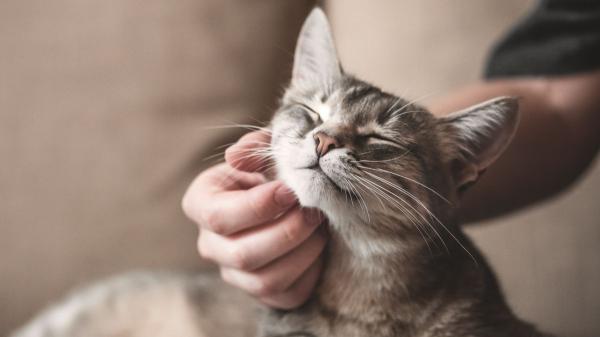 Tu personalidad influye en la de tu gato más de lo que crees: la ciencia lo demuestra
