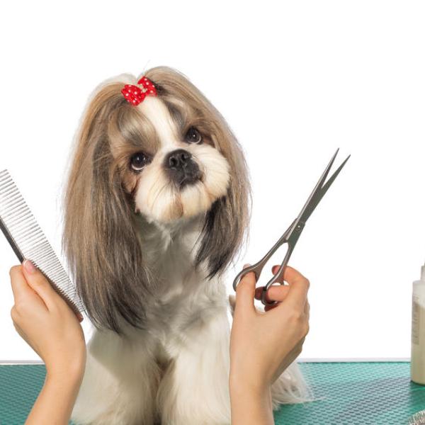 como arreglar la cara de un shih tzu