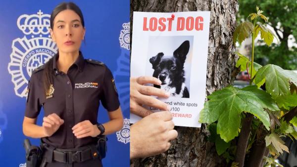 El aviso de la Policía Nacional por una nueva estafa que se aprovecha de perros y gatos desaparecidos