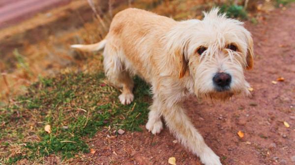 El aviso de la Policía Nacional por una nueva estafa que se aprovecha de perros y gatos desaparecidos - Las primeras horas son clave si pierdes a tu perro o gato: qué recomiendan veterinarios y protectoras