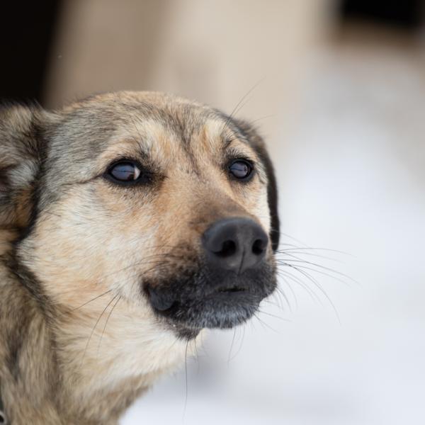por qué a los perros les gusta llevarse cosas a la boca