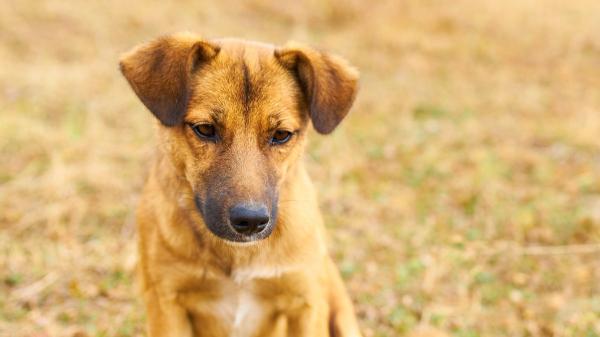 El aviso de la Policía Nacional por una nueva estafa que se aprovecha de perros y gatos desaparecidos - “No cedas y denuncia”: el aviso de la Policía si te exigen dinero por tu perro o gato perdido