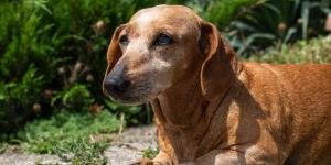 Álvaro Narváez, veterinario: “El calor puede hacer que un perro mayor esté más cansado, inquieto o desorientado”