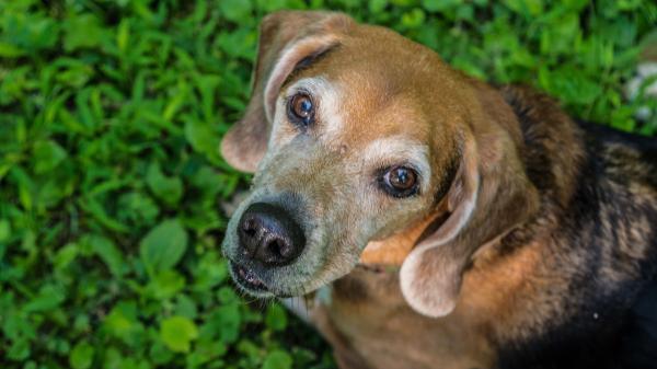 Álvaro Narváez, veterinario: “El calor puede hacer que un perro mayor esté más cansado, inquieto o desorientado” - El sencillo truco que recomienda un veterinario para saber si el clima influye en tu perro
