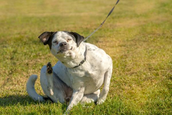 Mi perro se rasca mucho después de ponerle la pipeta: causas - ¿Es normal que mi perro se rasque después de la pipeta?